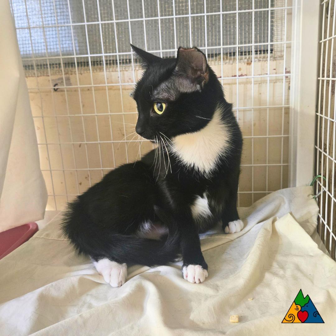 Enlarge Olive, a ADOPTABLE Domestic Short Hair in Douglas, WY image 5/5