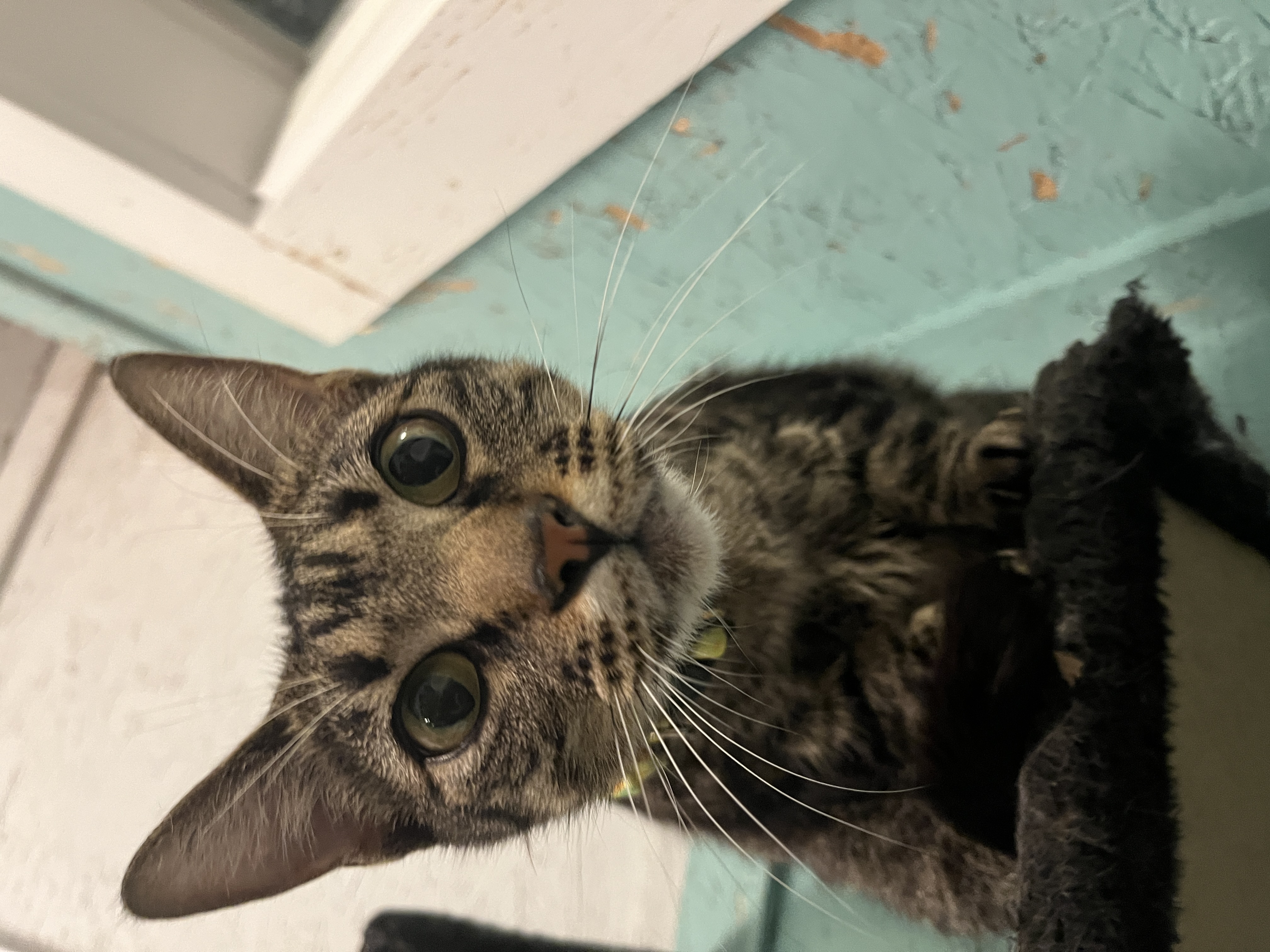 Rio, an adoptable Tabby in Sherman, TX, 75090 | Photo Image 4