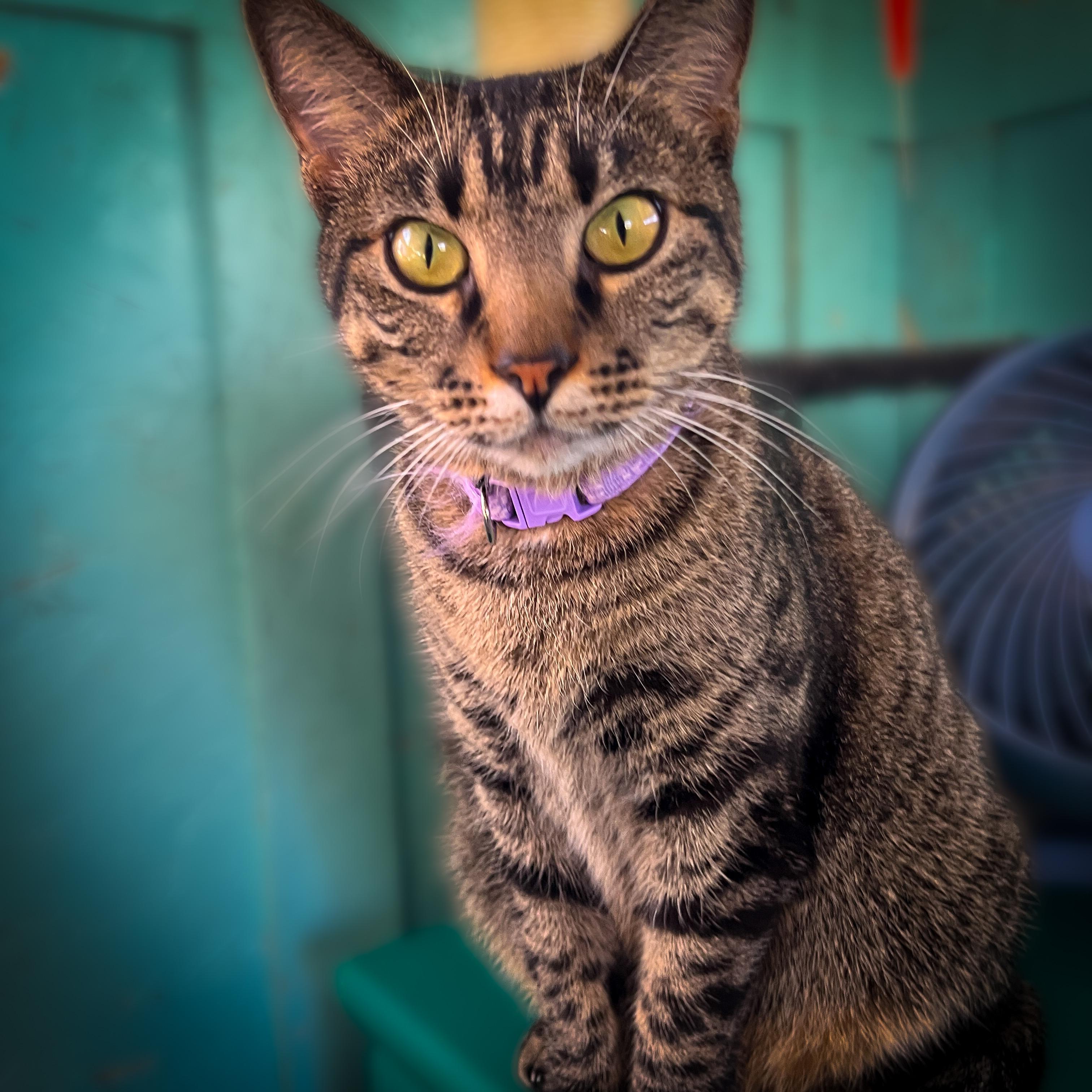 Rio, an adoptable Tabby in Sherman, TX, 75090 | Photo Image 2