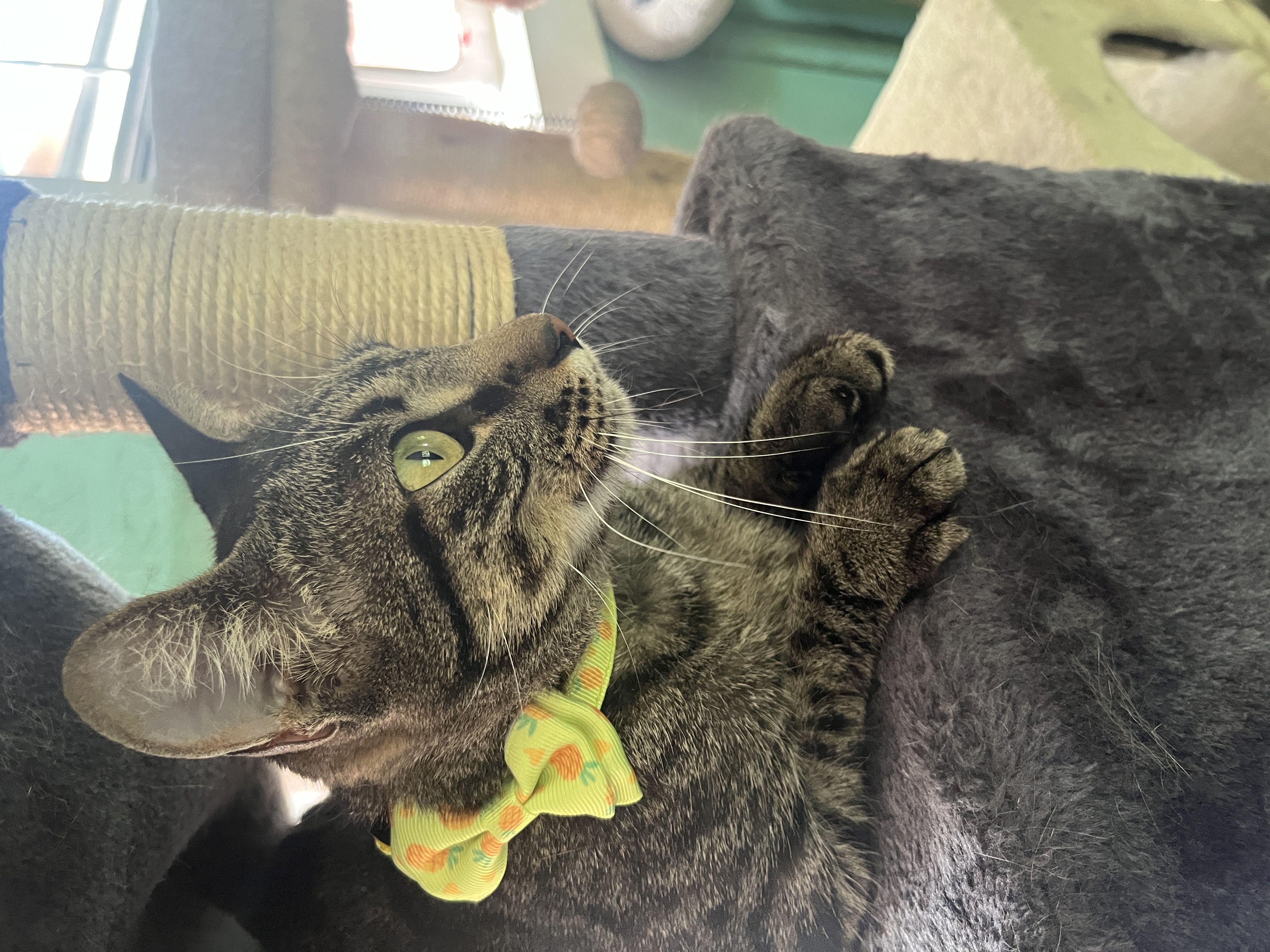 Rio, an adoptable Tabby in Sherman, TX, 75090 | Photo Image 3