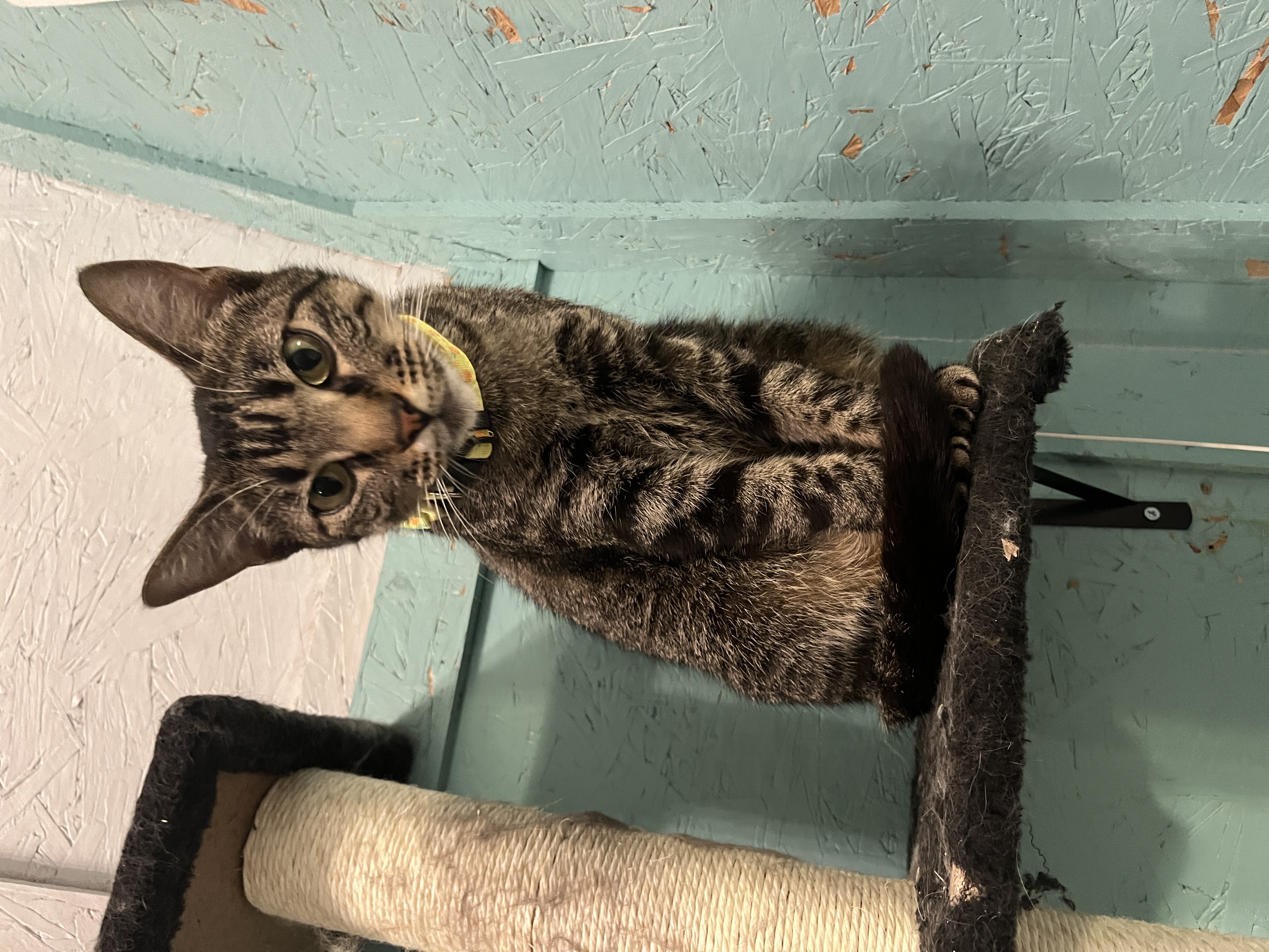 Rio, an adoptable Tabby in Sherman, TX, 75090 | Photo Image 6