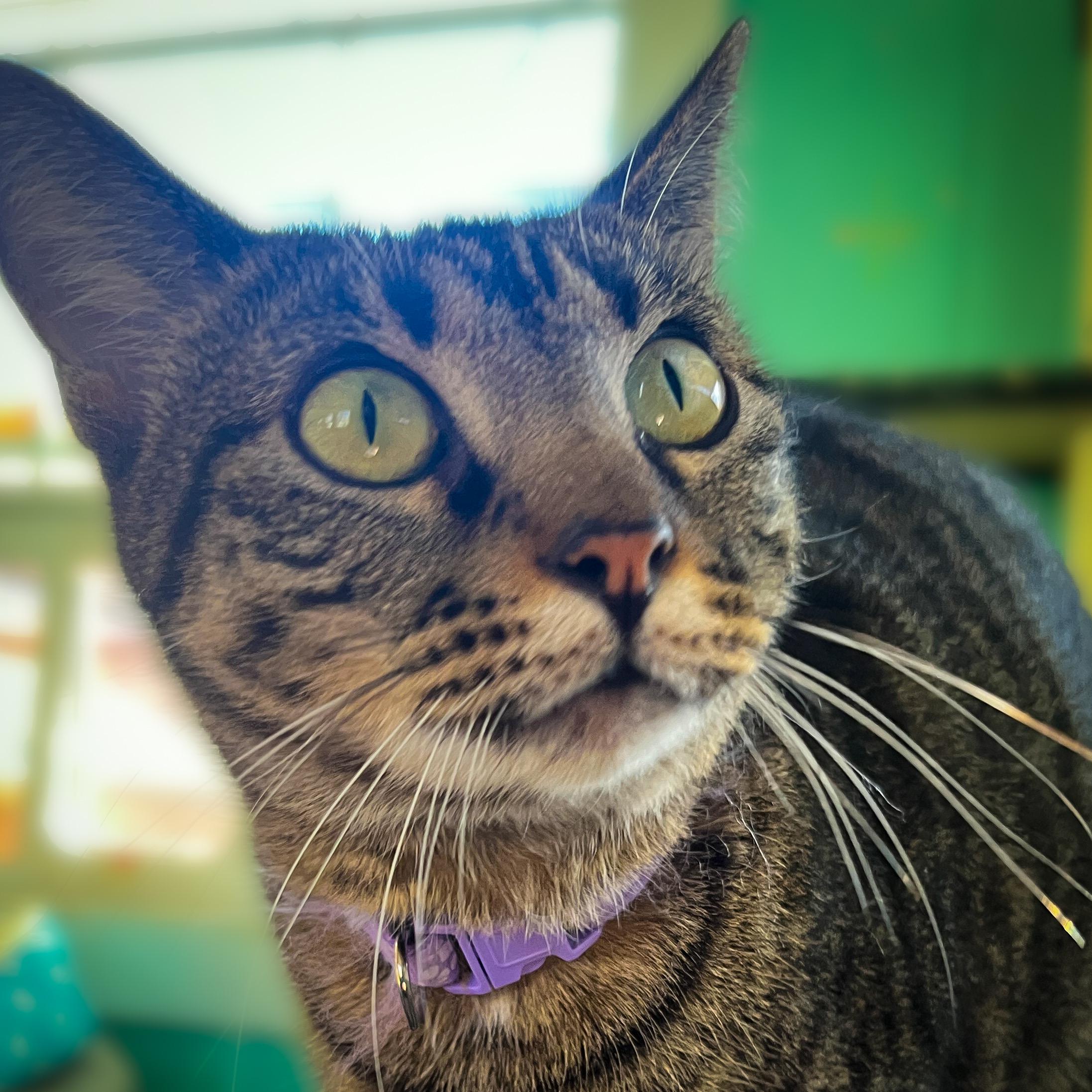 Rio, an adoptable Tabby in Sherman, TX, 75090 | Photo Image 1