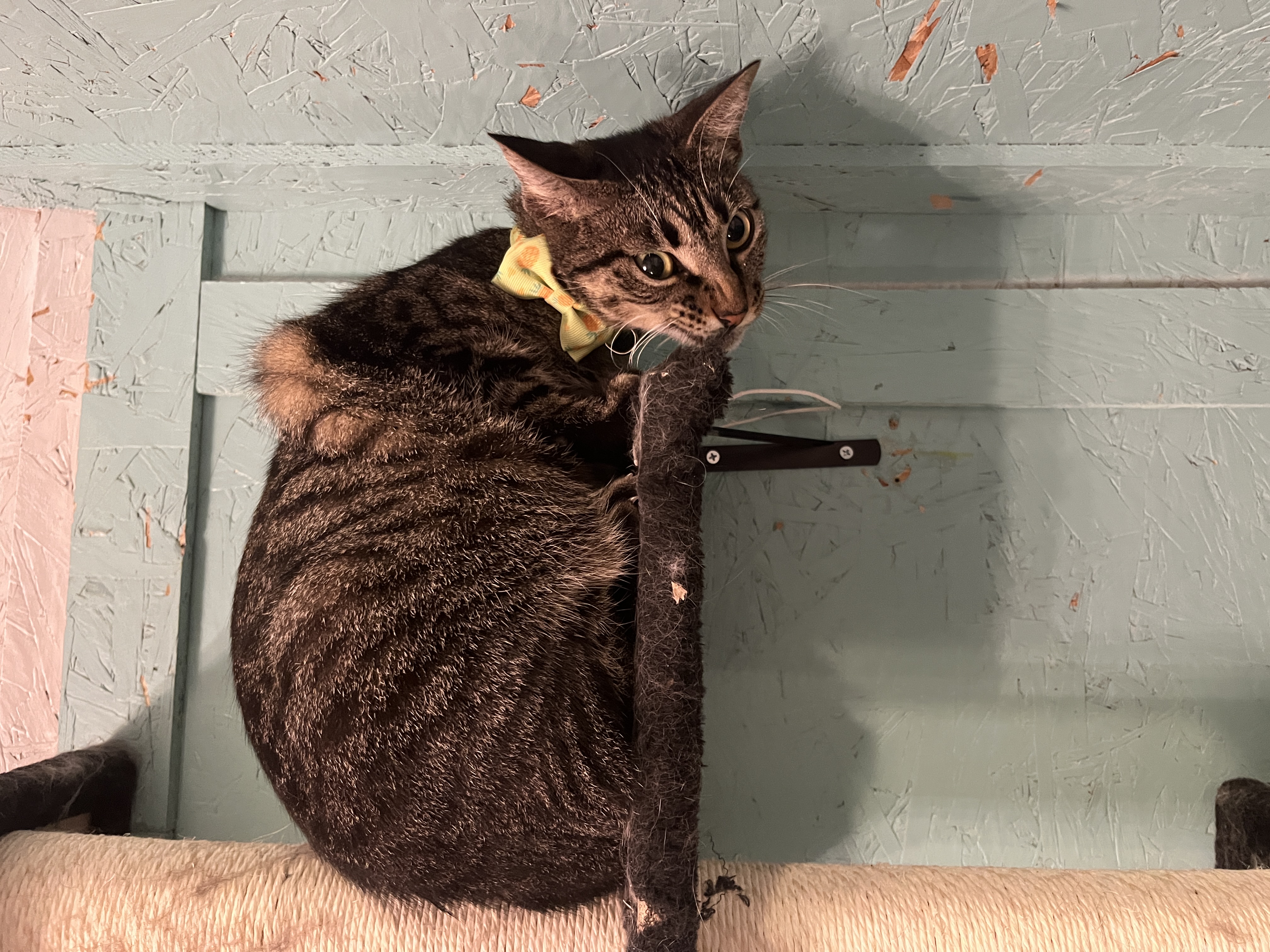 Rio, an adoptable Tabby in Sherman, TX, 75090 | Photo Image 5