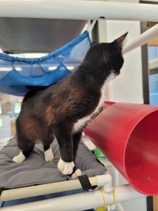 Enlarge Roger, a Adoptable mixed breed in Fergus Falls, MN image 1/2