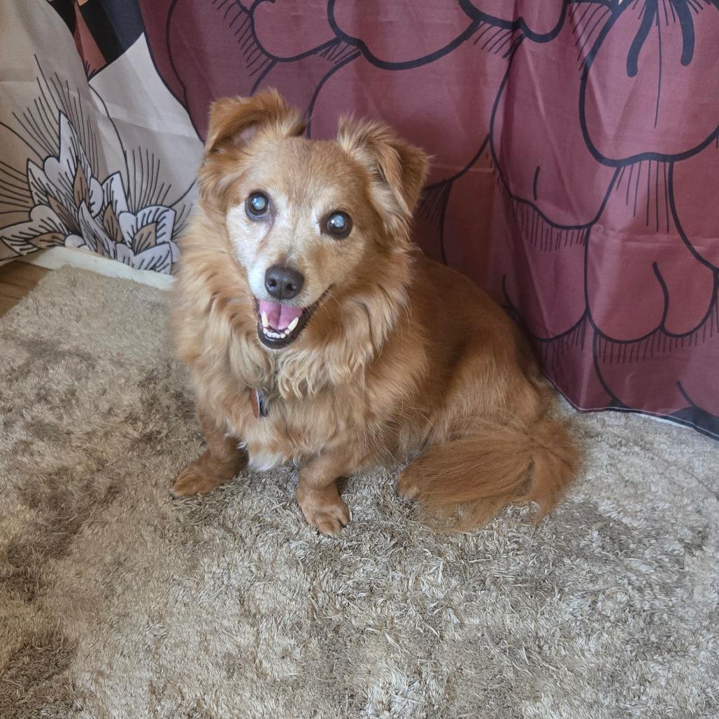 Willy, Adoptable, Senior Male Dachshund & Mixed Breed.