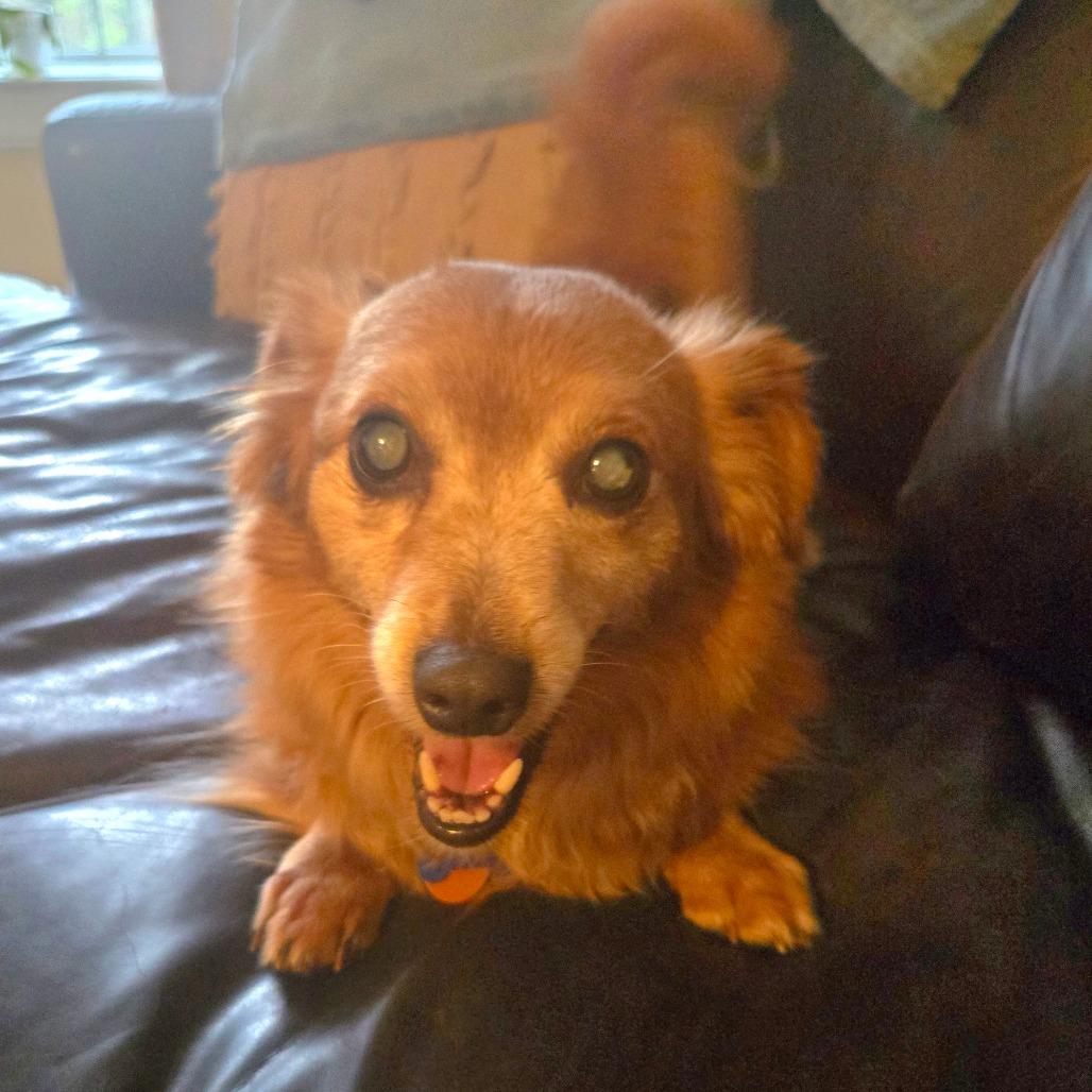 Enlarge Willy, a Adoptable mixed breed in Bessemer, AL image 2/6