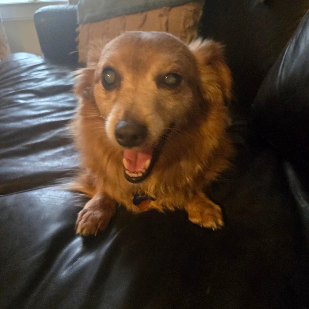 Enlarge Willy, a Adoptable mixed breed in Bessemer, AL image 3/6