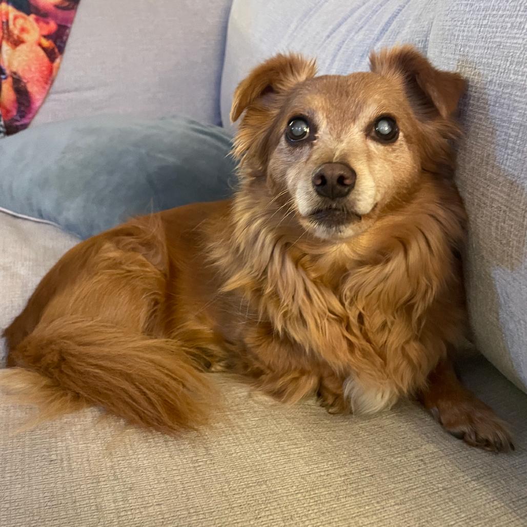 Enlarge Willy, a Adoptable mixed breed in Bessemer, AL image 4/6