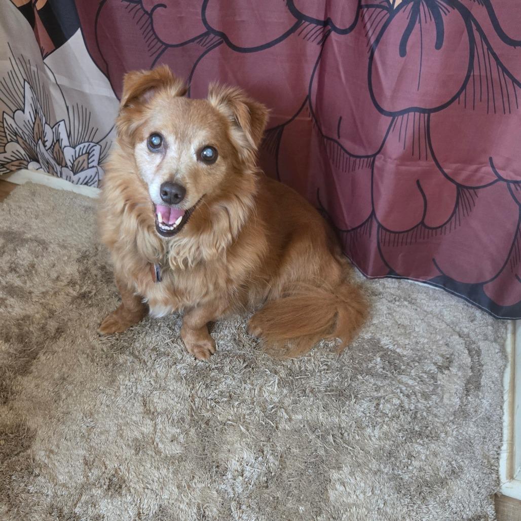 Enlarge Willy, a Adoptable mixed breed in Bessemer, AL image 6/6