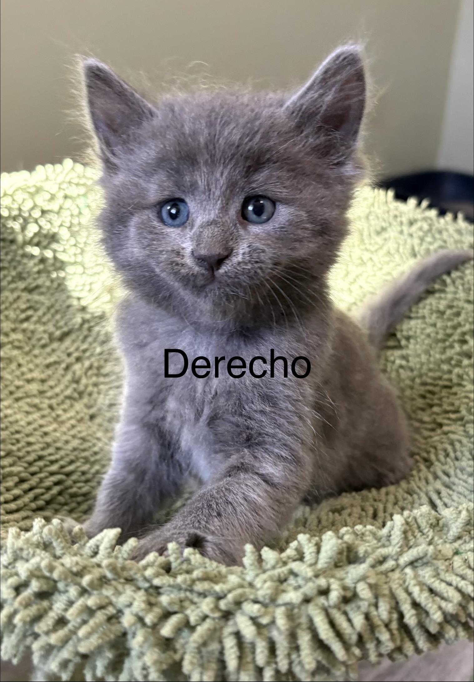 Enlarge Derecho, a Adopted Domestic Medium Hair in Geneseo, IL image 1/1