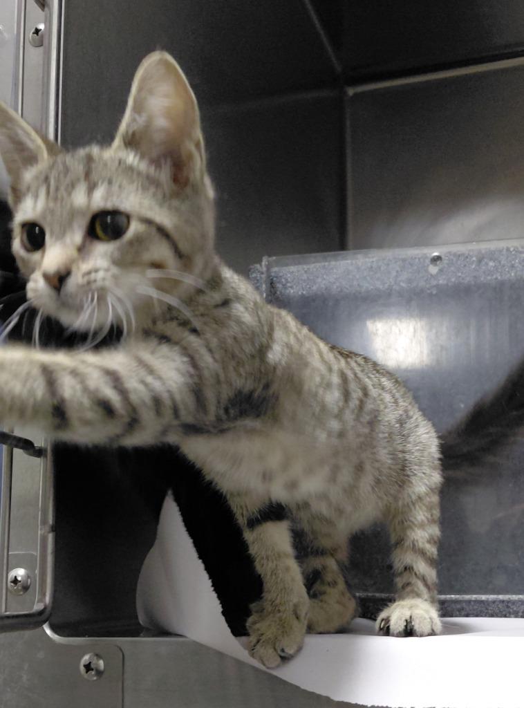 Sophie, Adoptable, Kitten Female Domestic Medium Hair.