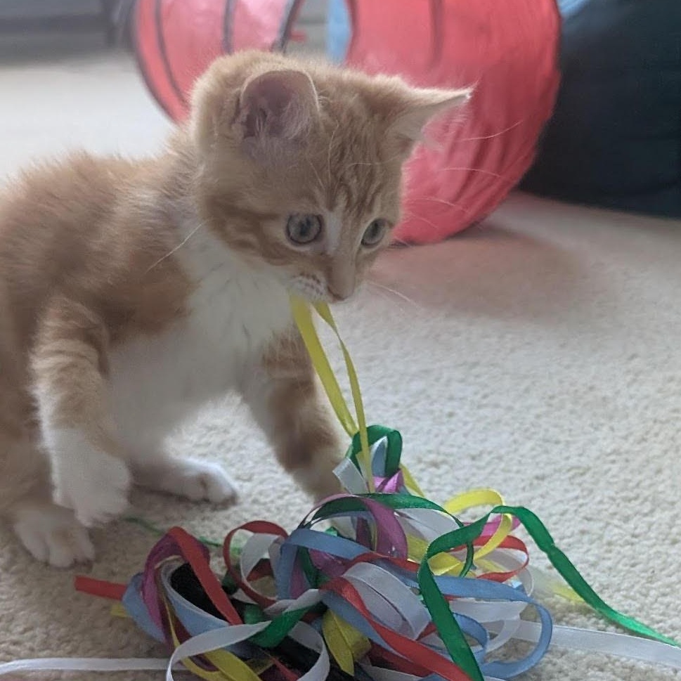Megs (KM litter)