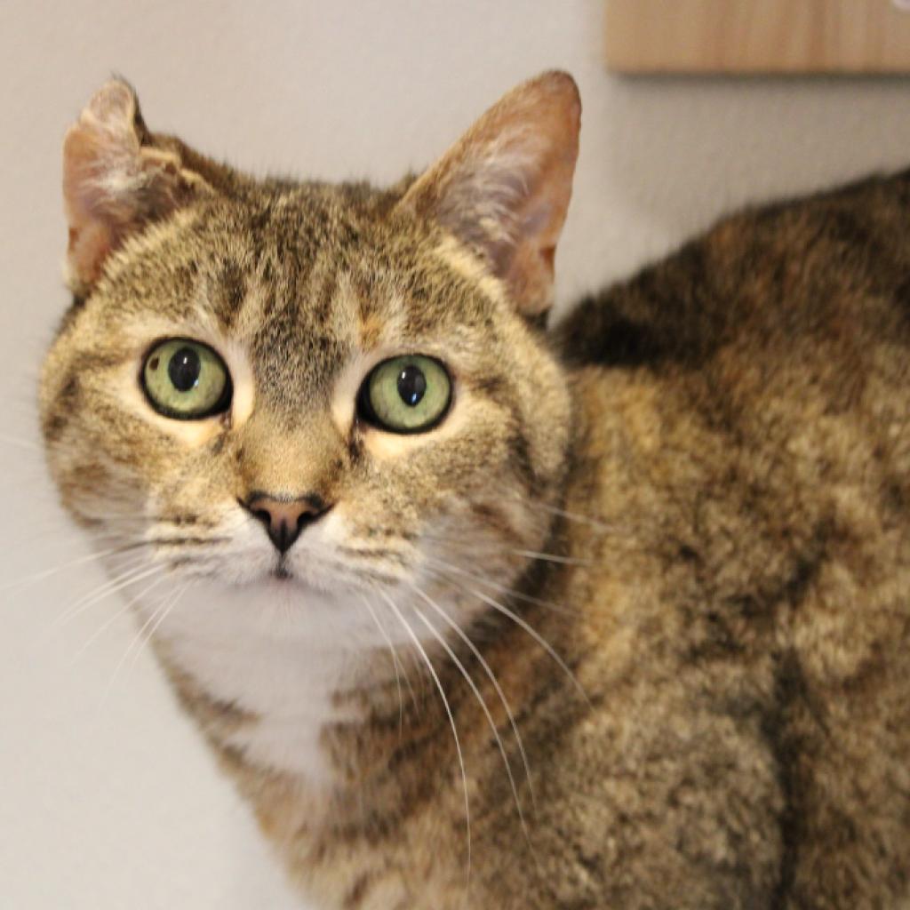 Victoria, Adoptable, Senior Female Domestic Short Hair.