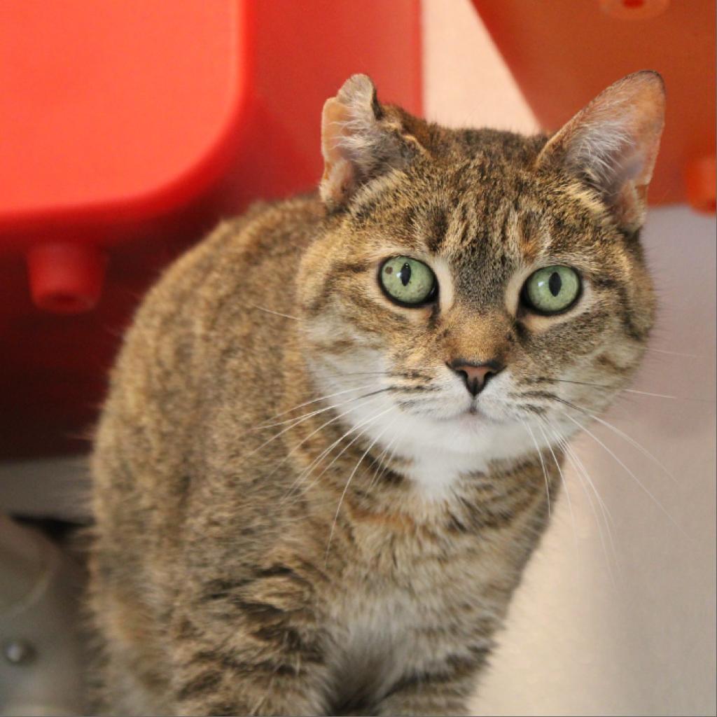 Enlarge Victoria, a Adoptable Domestic Short Hair in Defiance, OH image 2/6