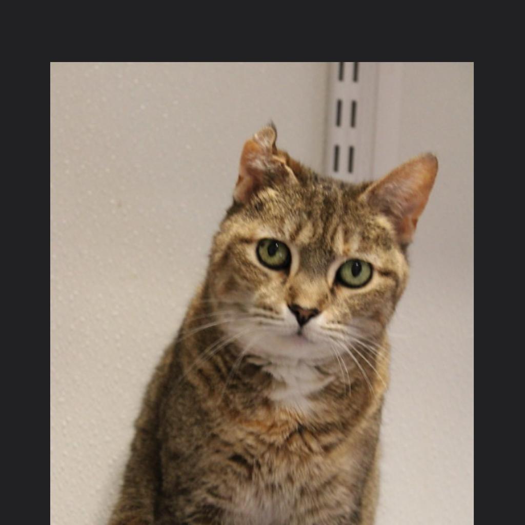 Enlarge Victoria, a Adoptable Domestic Short Hair in Defiance, OH image 3/6