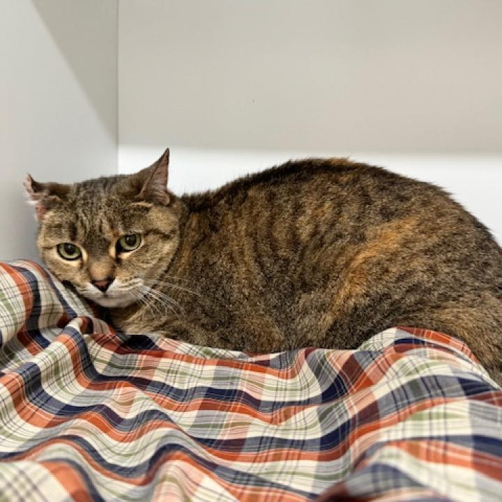 Enlarge Victoria, a Adoptable Domestic Short Hair in Defiance, OH image 4/6