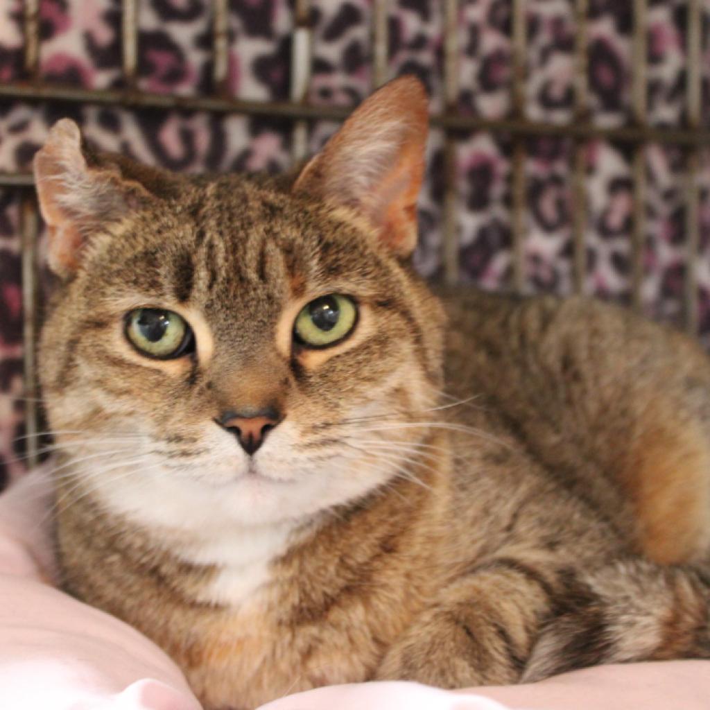 Enlarge Victoria, a Adoptable Domestic Short Hair in Defiance, OH image 5/6