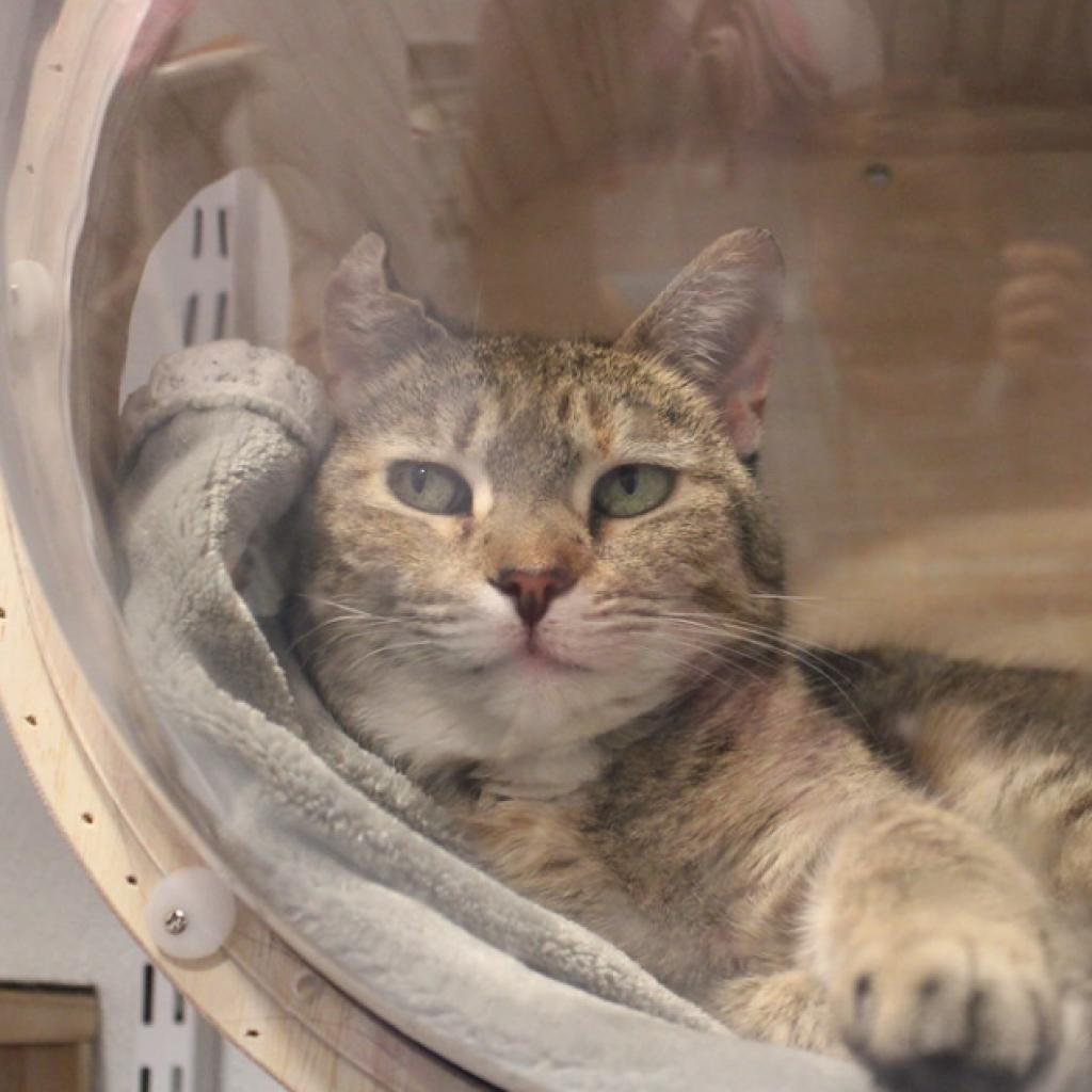 Enlarge Victoria, a Adoptable Domestic Short Hair in Defiance, OH image 6/6