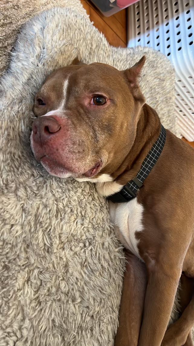 Enlarge Quintin, a Adopted mixed breed in Appleton, WI image 1/3