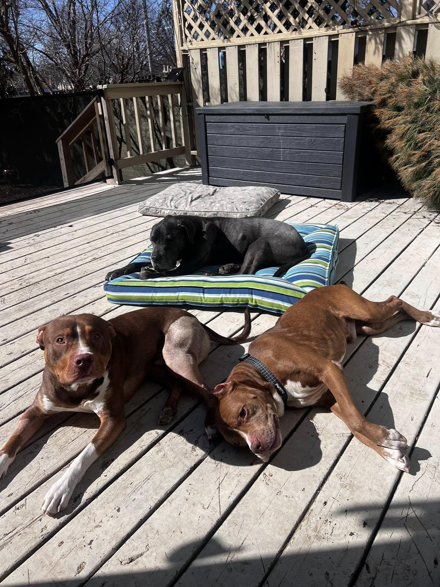 Enlarge Quintin, a Adopted mixed breed in Appleton, WI image 2/3