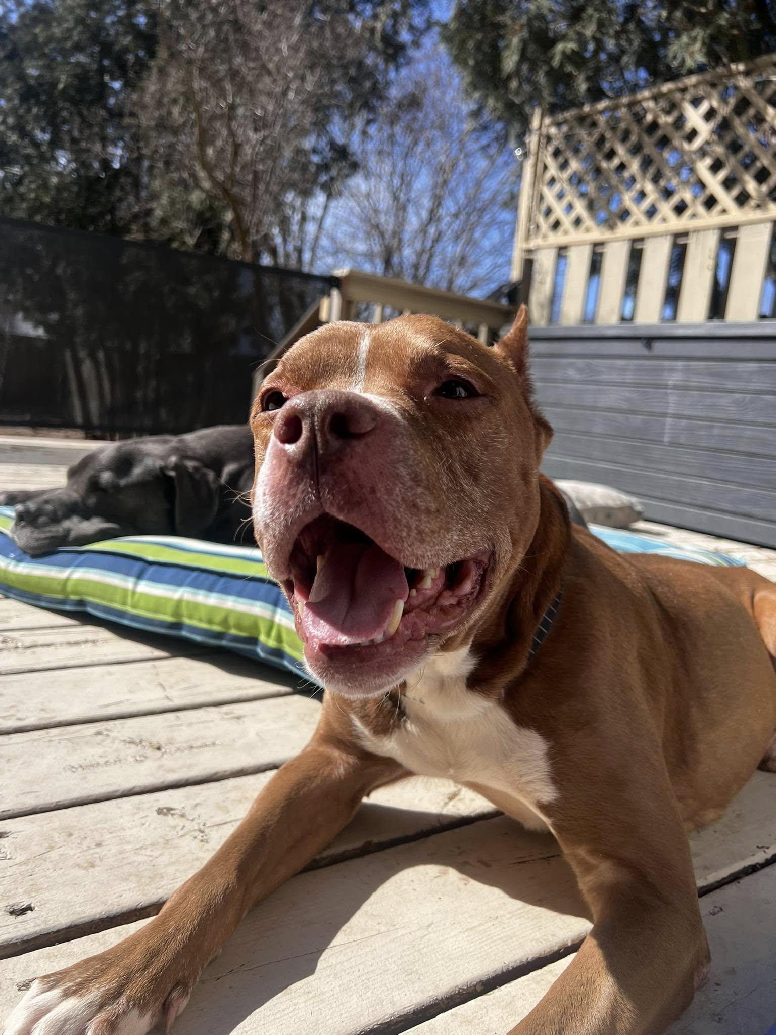 Enlarge Quintin, a Adopted mixed breed in Appleton, WI image 3/3