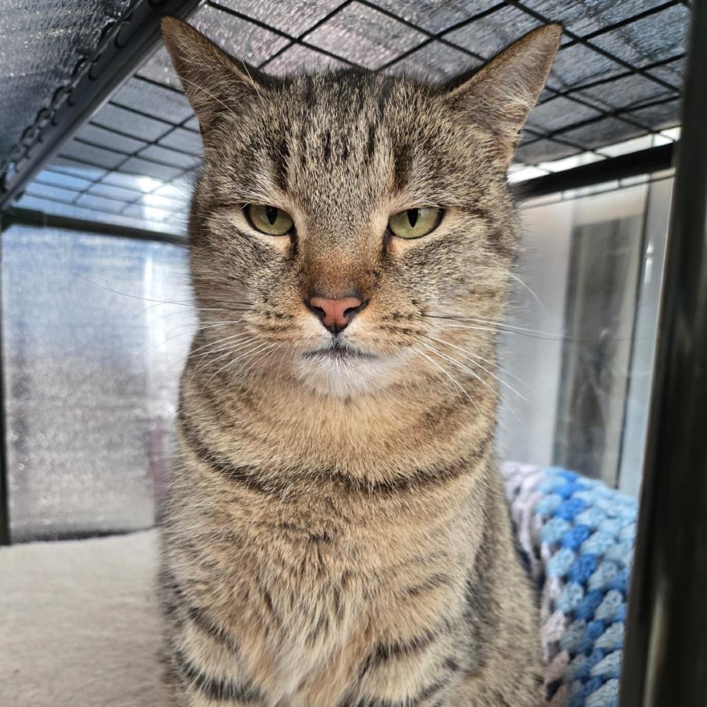 Enlarge Lemon, a Adoptable Domestic Short Hair in Winchester, VA image 1/1