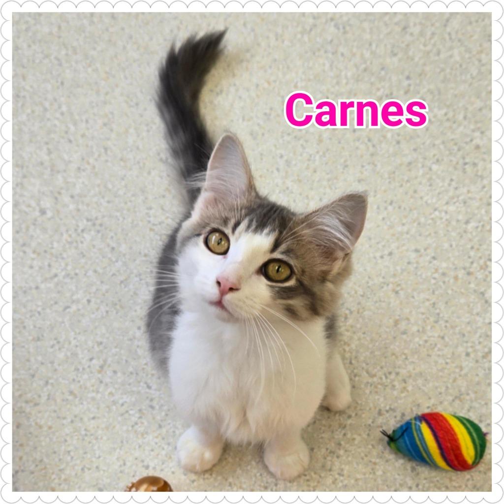 Carnes, Adoptable, Kitten Female Domestic Long Hair.
