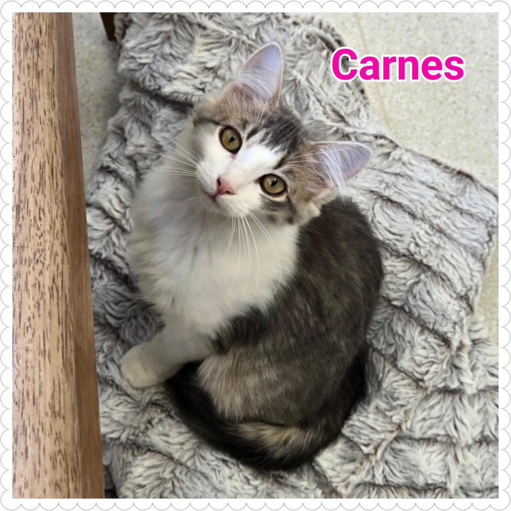 Enlarge Carnes, a Adoptable mixed breed in North Saint Paul, MN image 3/5