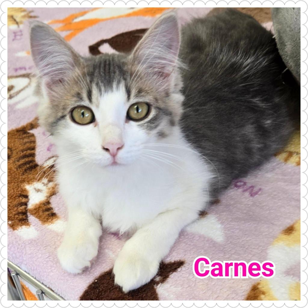 Enlarge Carnes (Pebbles), a Adopted mixed breed in North Saint Paul, MN image 2/5