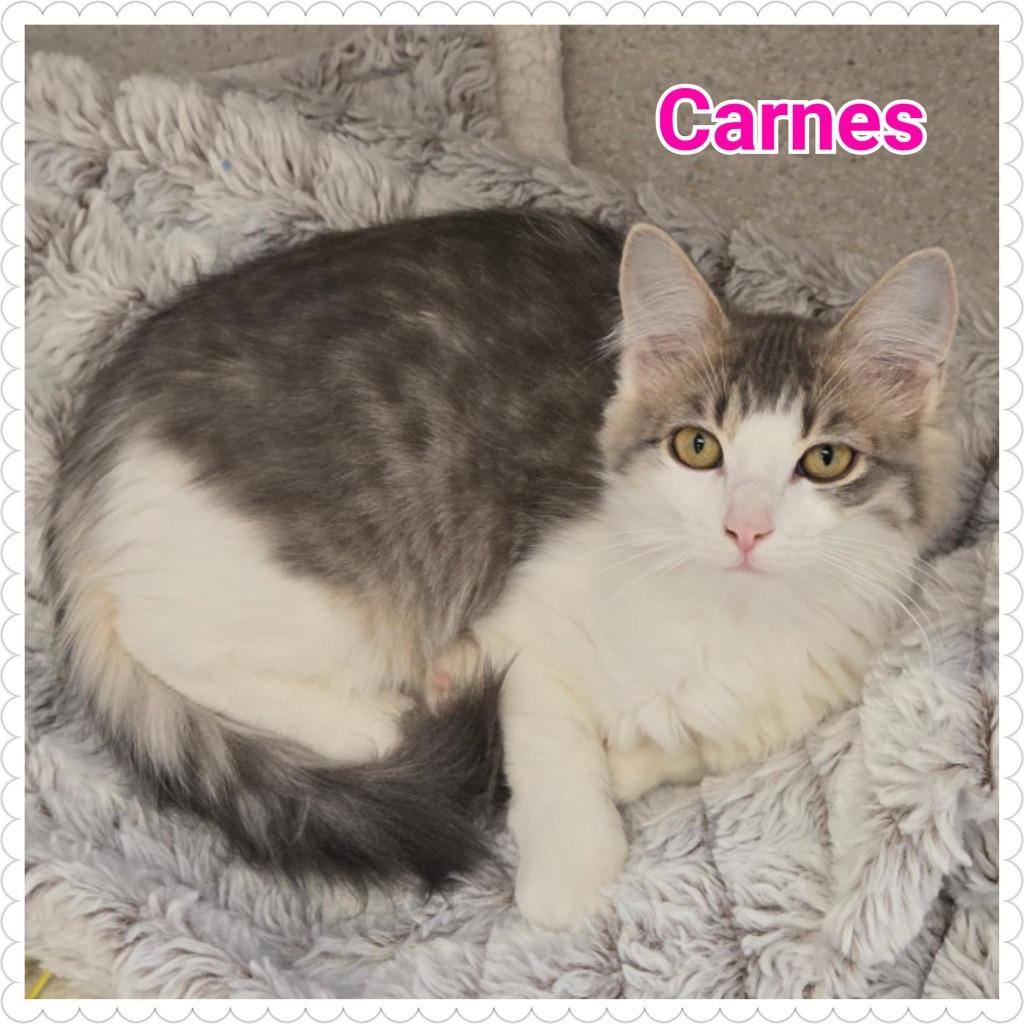 Enlarge Carnes (Pebbles), a Adopted mixed breed in North Saint Paul, MN image 3/5