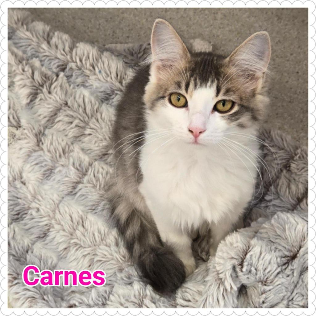 Enlarge Carnes (Pebbles), a Adopted mixed breed in North Saint Paul, MN image 5/5
