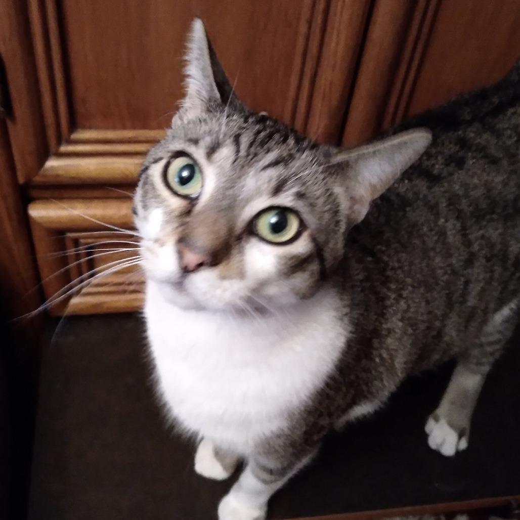 Wall-e, a Adoptable Domestic Short Hair in Skokie, IL image 1/6