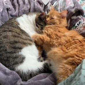 Wall-e, a Adoptable Domestic Short Hair in Skokie, IL image 2/6