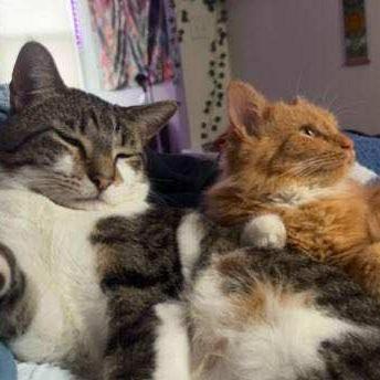 Wall-e, a Adoptable Domestic Short Hair in Skokie, IL image 3/6