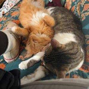 Wall-e, a Adoptable Domestic Short Hair in Skokie, IL image 6/6