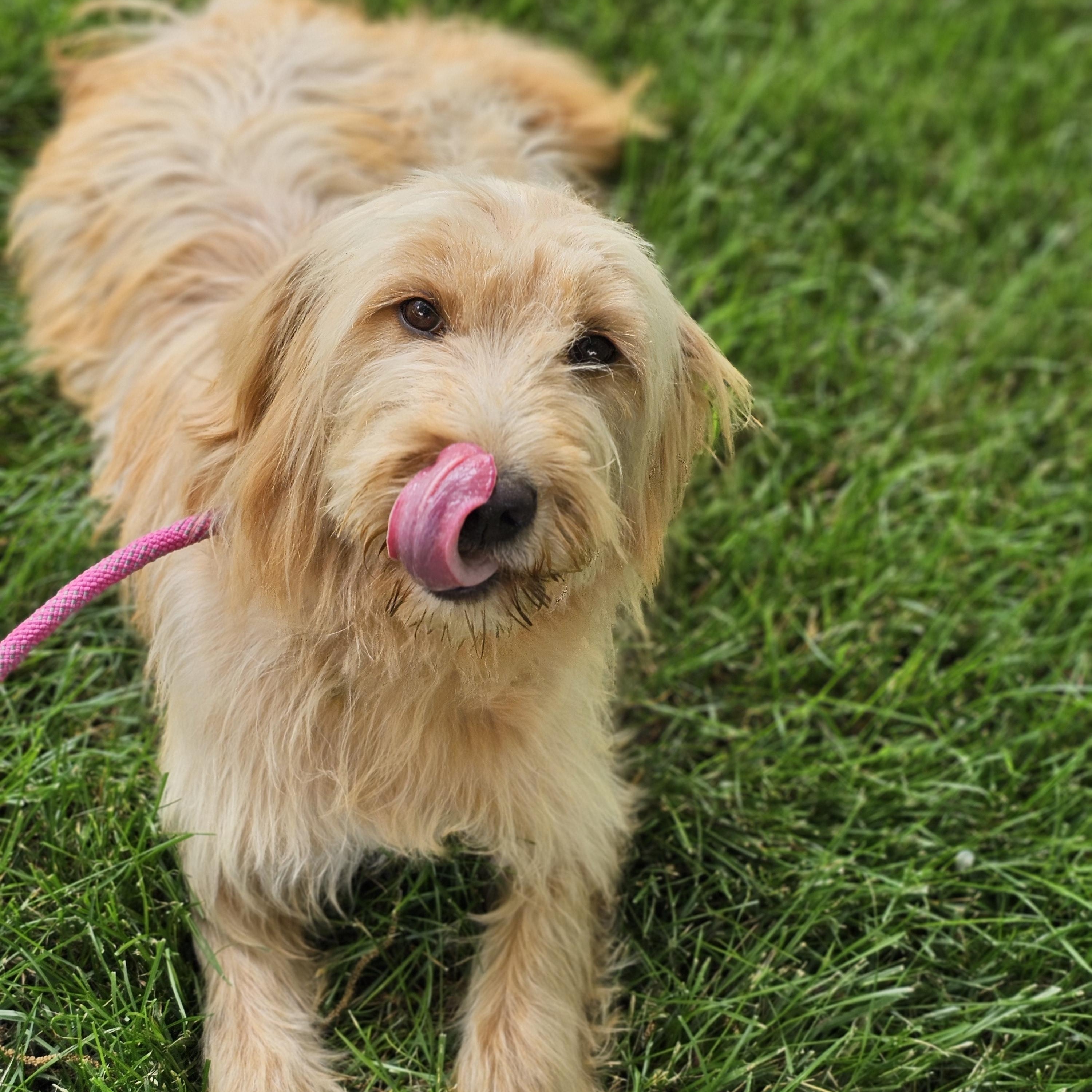 Shagalicious Springfield, a Adoptable Goldendoodle in Springfield , IL image 4/6