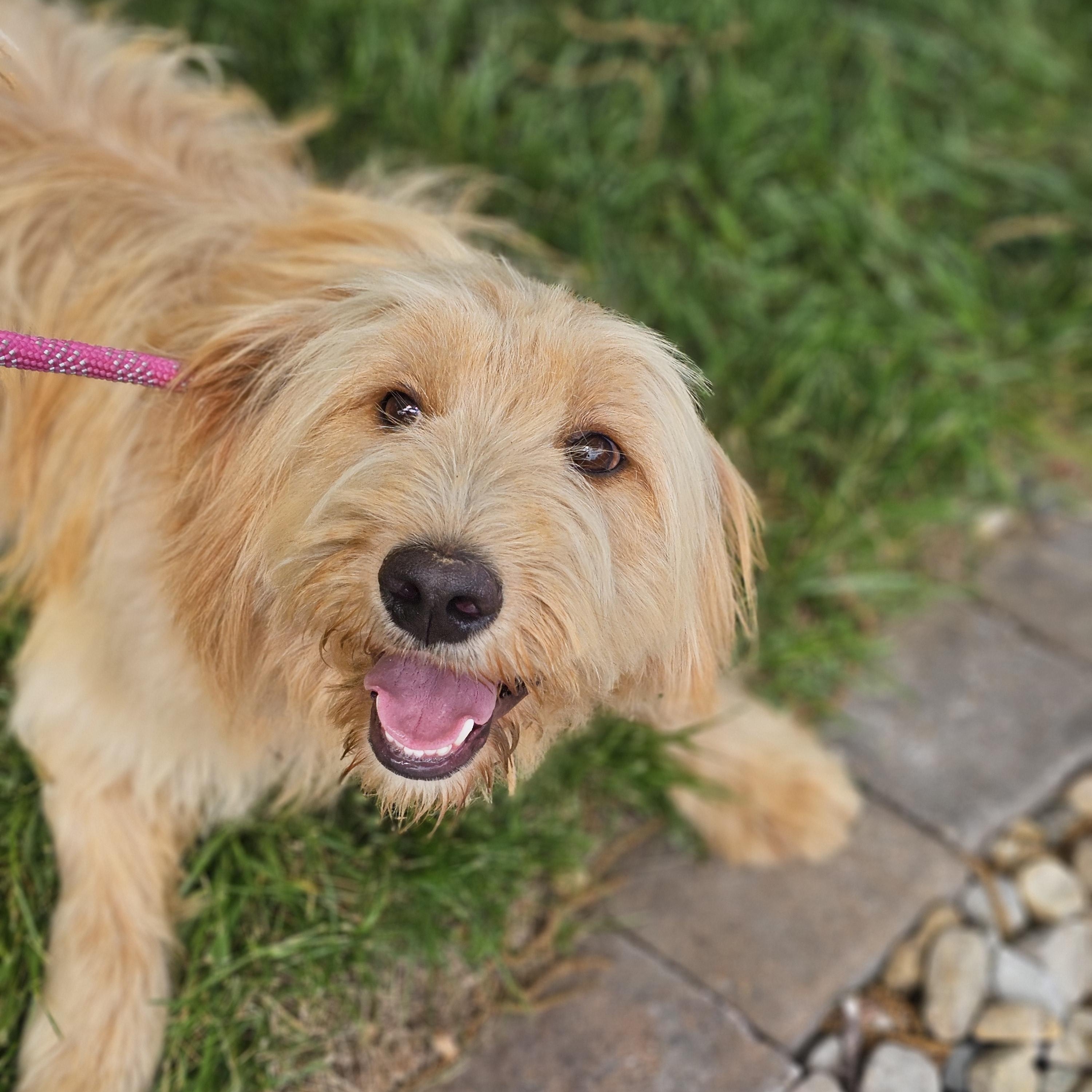 Shagalicious Springfield, a Adoptable Goldendoodle in Springfield , IL image 6/6
