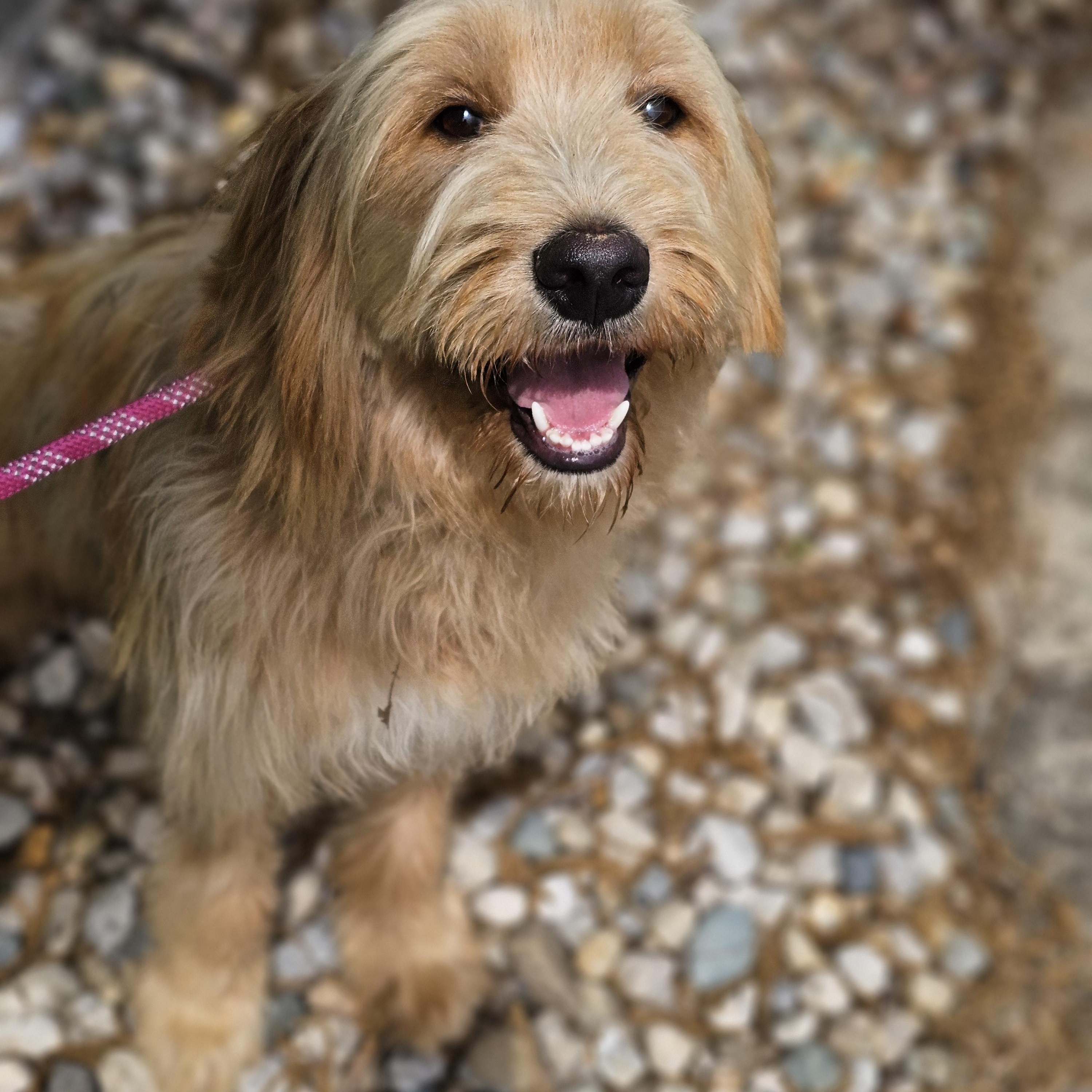 Shagalicious Springfield, a Adoptable Goldendoodle in Springfield , IL image 3/6
