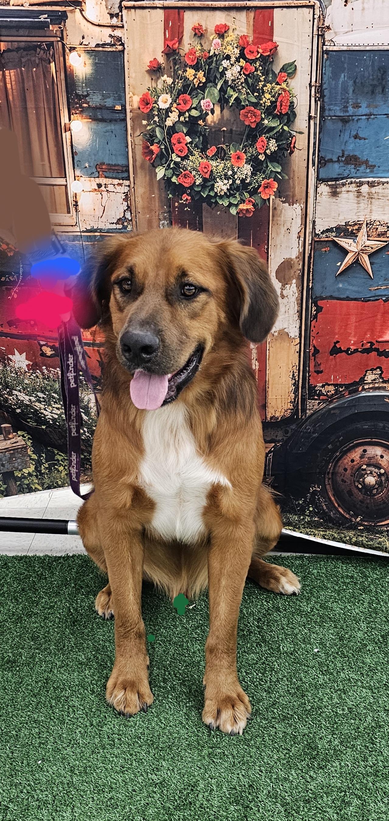 BillyRay, adoptable, Young Male Golden Retriever & Leonberger.