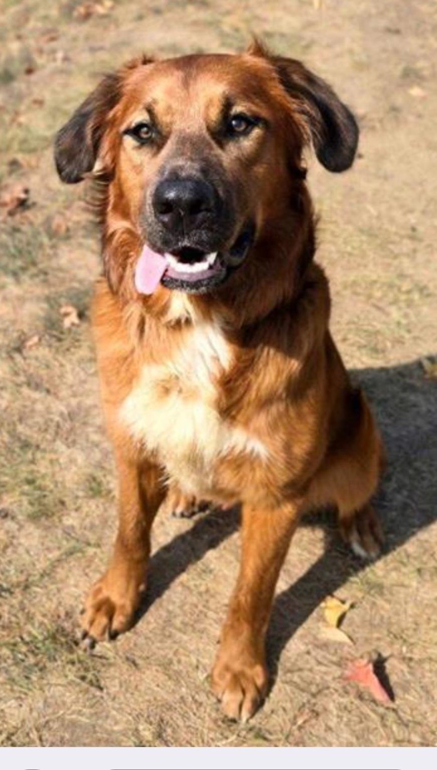 BillyRay, ADOPTABLE, Young Male Golden Retriever & Leonberger.