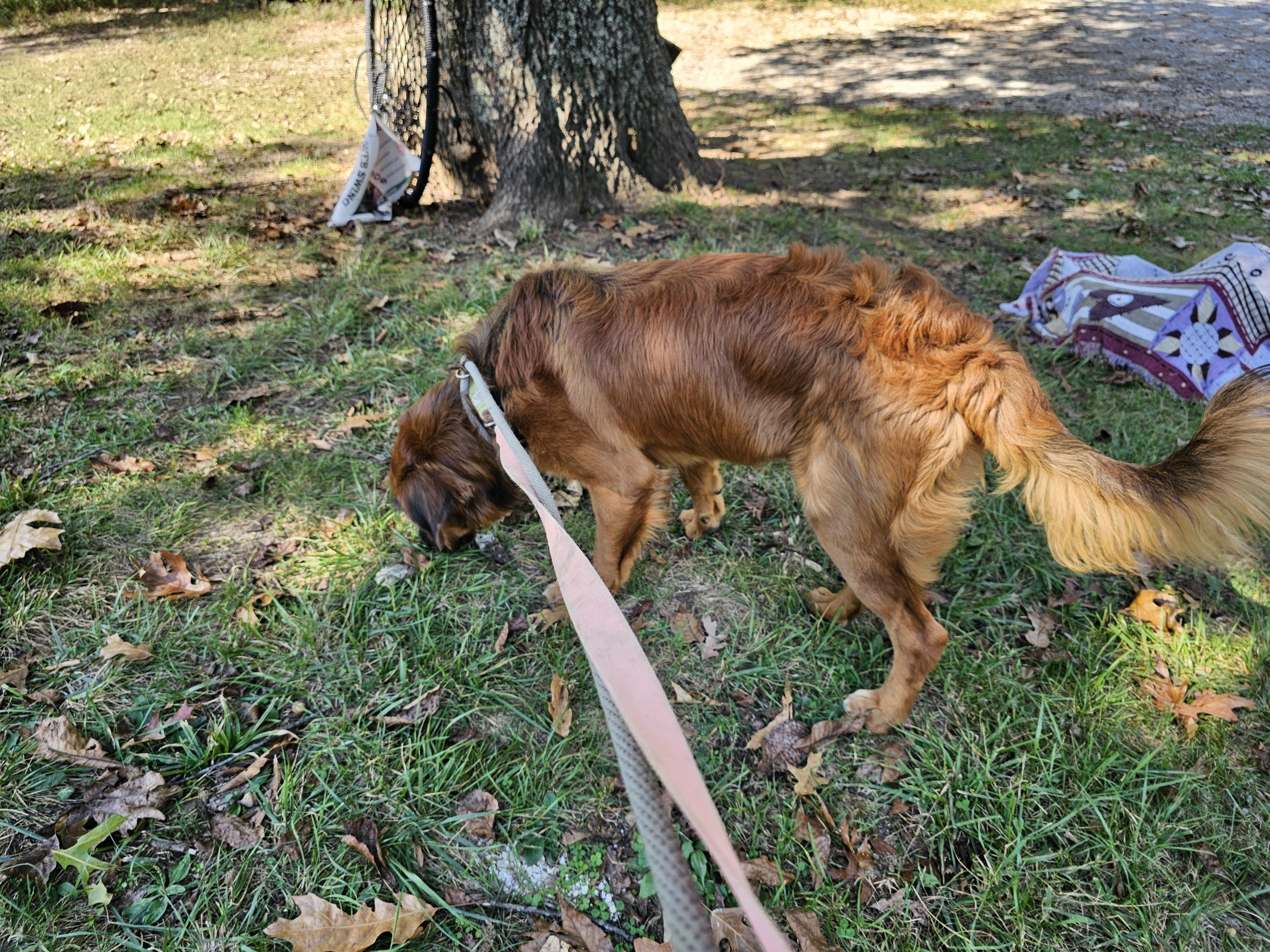 Enlarge BillyRay, a ADOPTABLE mixed breed in Columbia, MO image 3/3