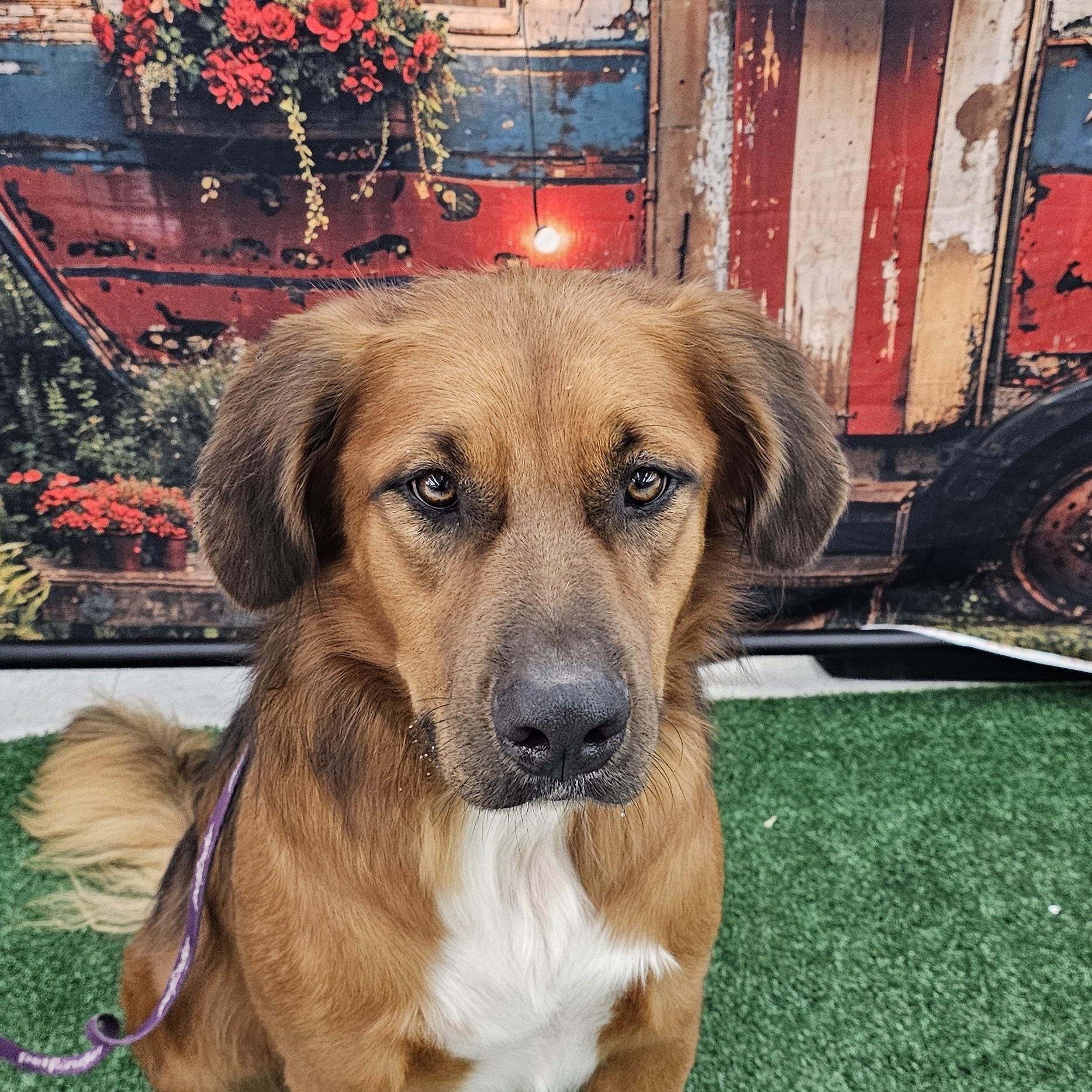 BillyRay, an adoptable mixed breed in Columbia, MO image 2/6