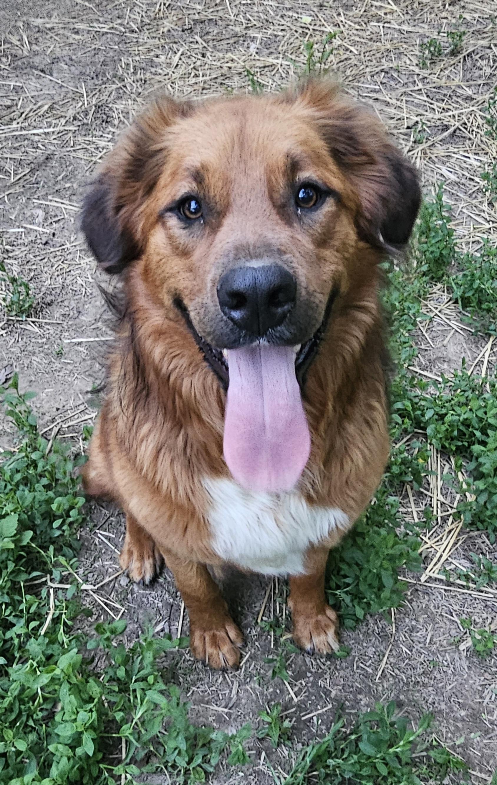BillyRay, an adoptable mixed breed in Columbia, MO image 6/6