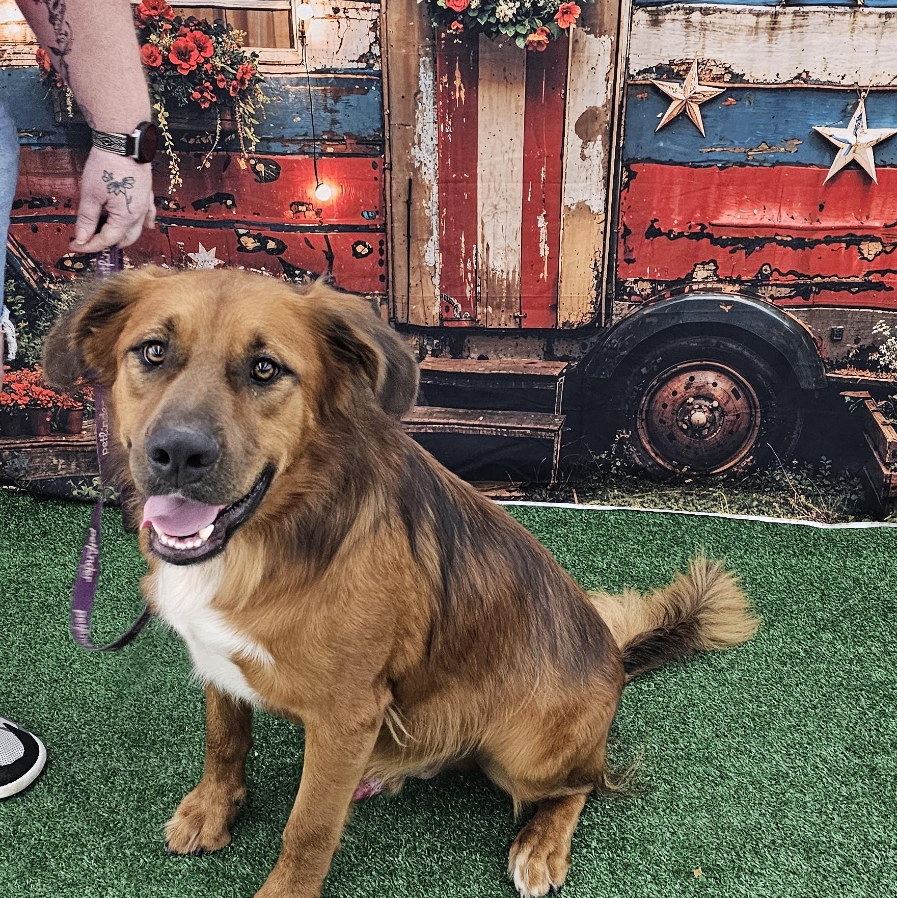 BillyRay, an adoptable mixed breed in Columbia, MO image 3/6