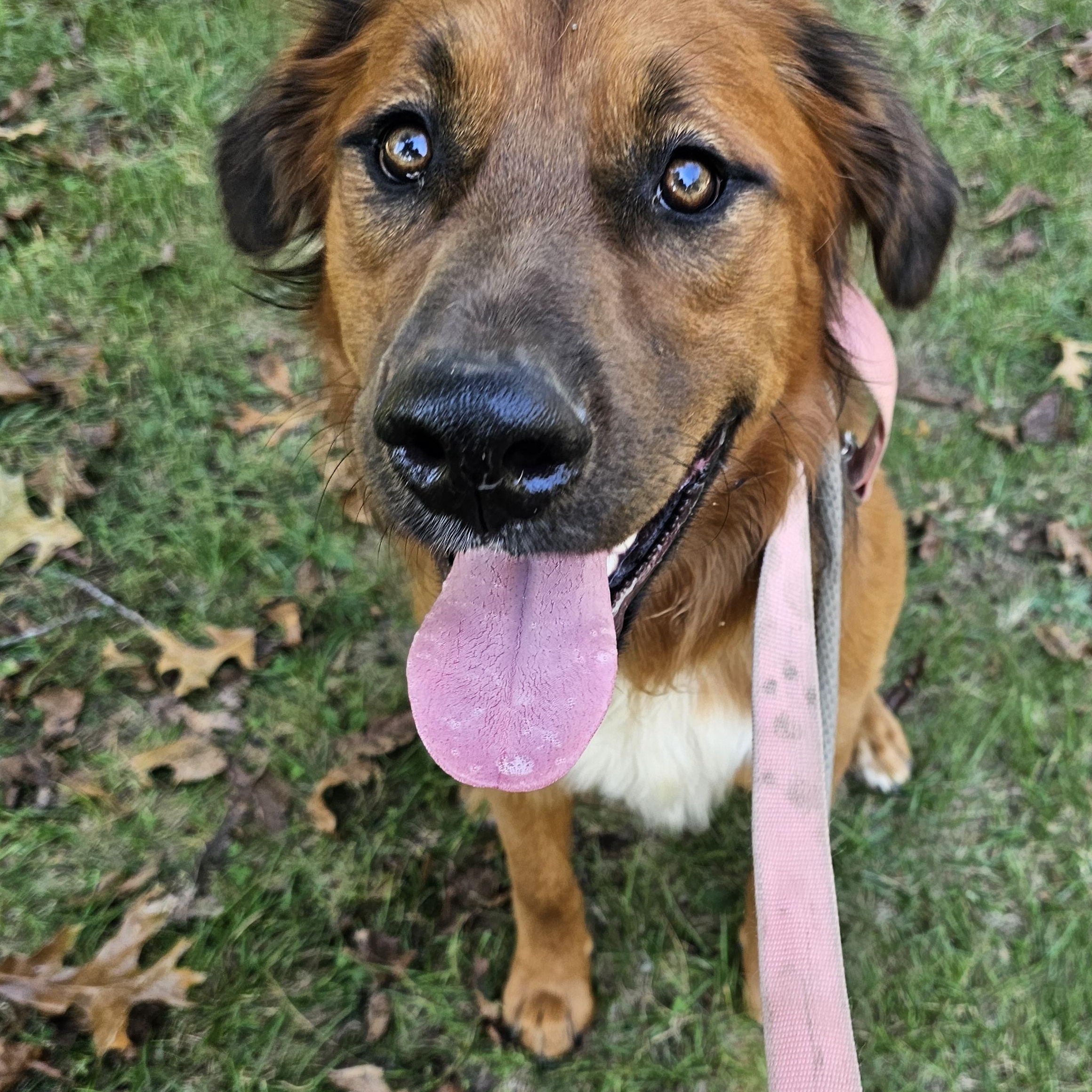 Enlarge BillyRay, a ADOPTABLE mixed breed in Columbia, MO image 2/3