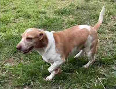 Enlarge Faith, a ADOPTABLE Beagle in Knoxville, TN image 1/2