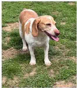 Enlarge Faith, a ADOPTABLE Beagle in Knoxville, TN image 2/2