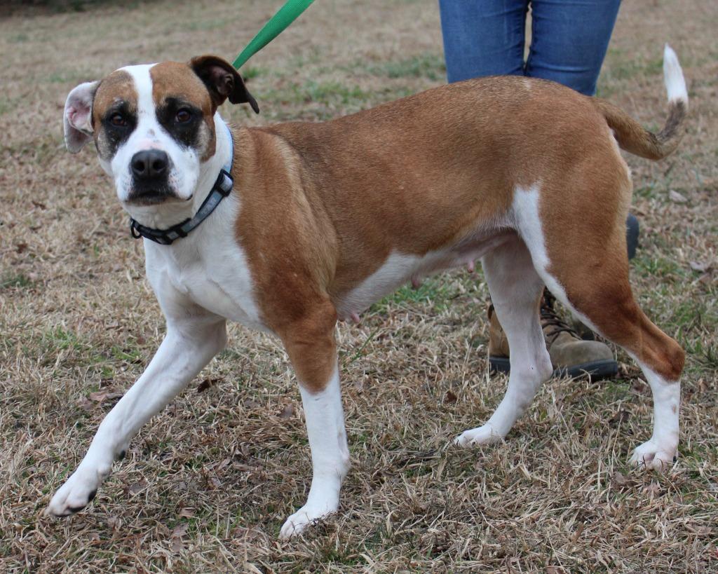Jordan, Adoptable, Adult Female Mixed Breed.