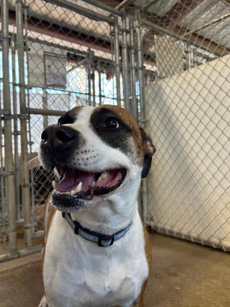 Jordan, Adoptable, Adult Female Mixed Breed.