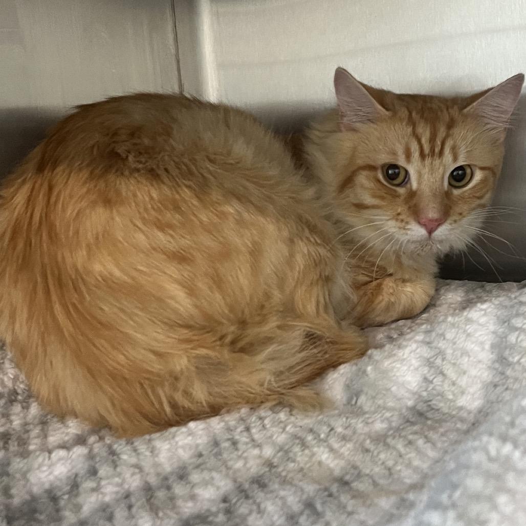 Ricky Bobby, Adoptable, Adult Male Domestic Medium Hair.